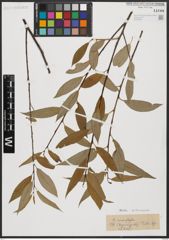 Foto von Salix acmophylla Boiss.